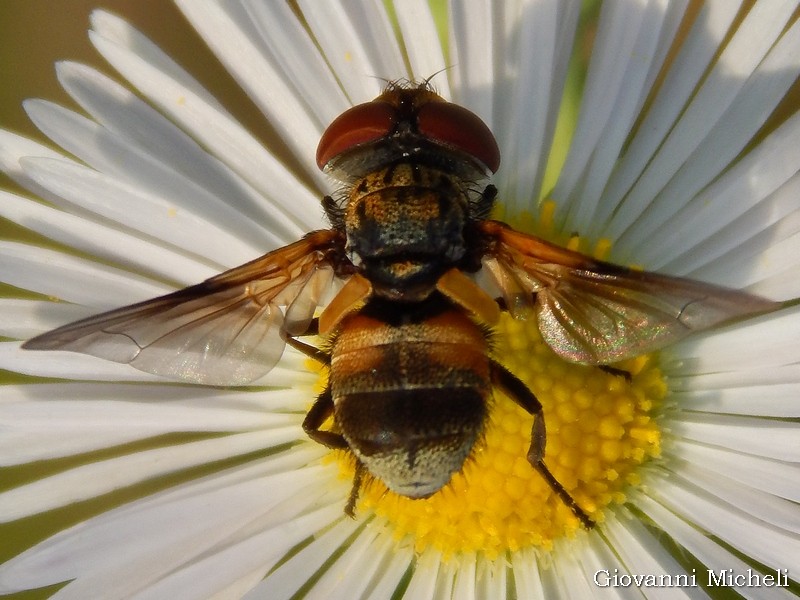 Tachinidae da ID